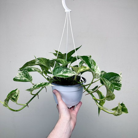 Epipremnum aureum Marble Queen P17 wisząca