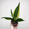 Sansevieria Futura Superba Sansewieria P9
