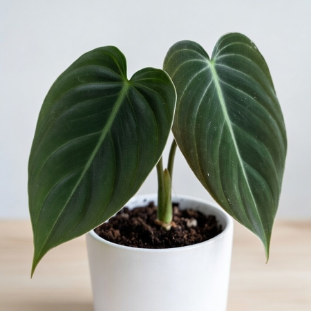 Philodendron Melanochrysum Filodendron P9