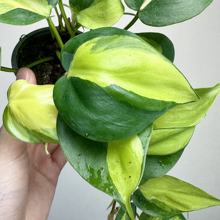 Philodendron Scandens Brasil Filodendron P9