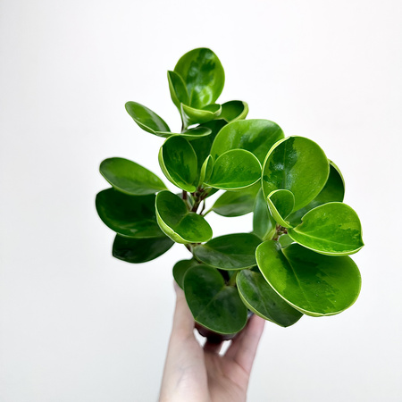 Peperomia obtusifolia Lemon Lime Peperomia tępolistna