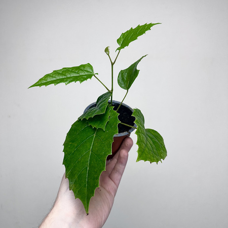 Cissus australijski Cissus antarctica P9