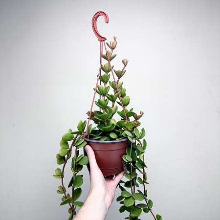 Peperomia tetraphylla Hope P17 wisząca