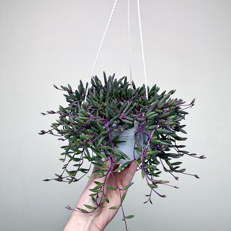 Senecio Purple Flash | Othonna Ruby Necklace P15 wisząca