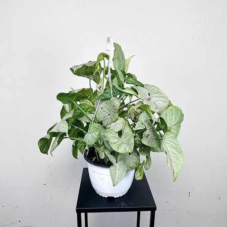 Syngonium Milk Confetti Zroślicha P19 wisząca