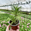 Peperomia ferreyrae Happy Bean P9