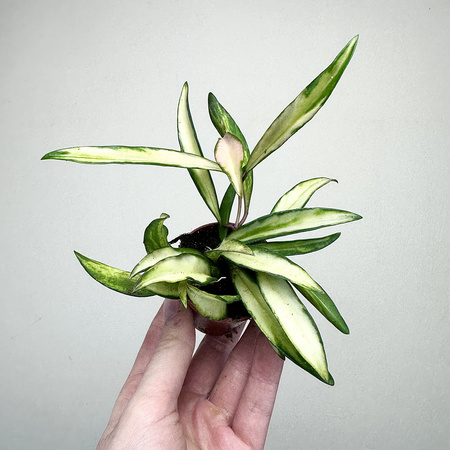 Hoya wayetii Tricolor Hoja P6