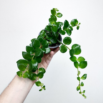 Aeschynanthus Pink Polka Eszynanthus P9