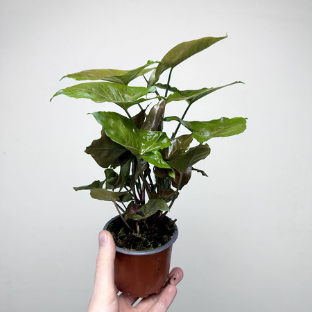 Syngonium Brocante Zroślicha P9