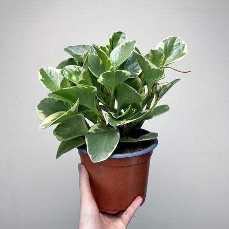 Peperomia obtusifolia Variegata P17