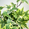 Hedera helix Yellow Ripple bluszcz P9