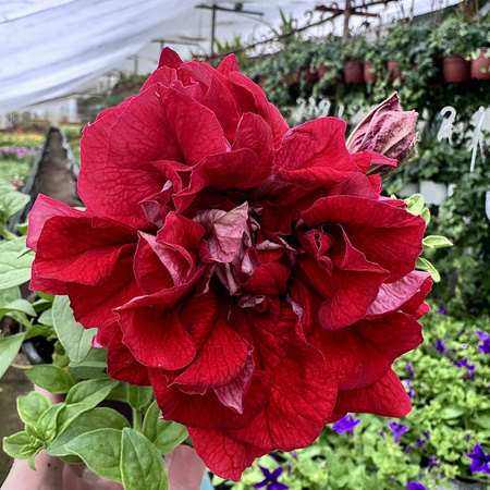 Surfinia Double Red Petunia Czerwona