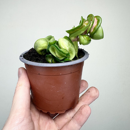 Hoya carnosa compacta Mauna Loa Hoja P9