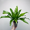 Asplenium Antiquum Paproć Zanokcica