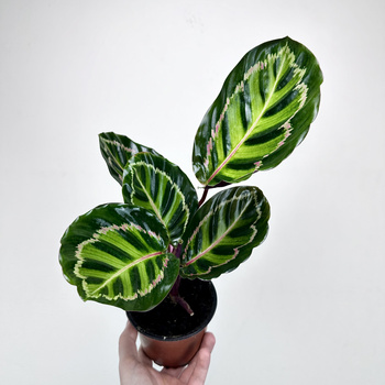 Calathea roseopicta Illustris Kalatea