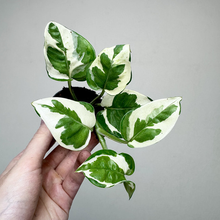 Epipremnum N'Joy P6
