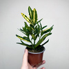 Kroton Sunny Star Codiaeum P9
