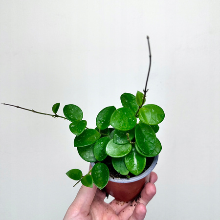 Hoya Mathilde Hoja P9