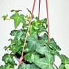 Hedera helix bluszcz zielony P17 wisząca
