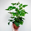 Cissus Rombolistny Ellen Danica Cisus