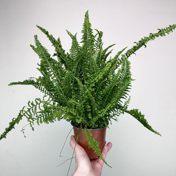 Paproć Fluffy Ruffles Nephrolepis exaltata P12