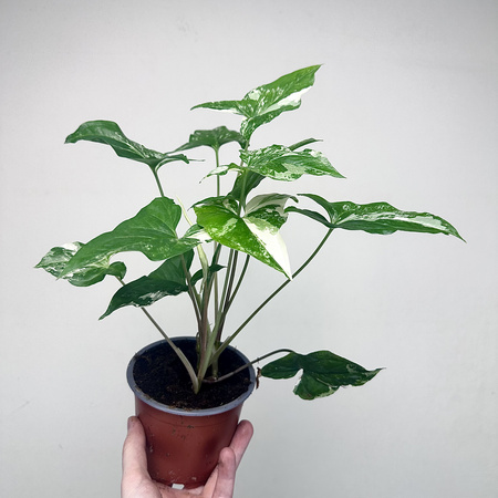Syngonium Variegata Zroślicha P12