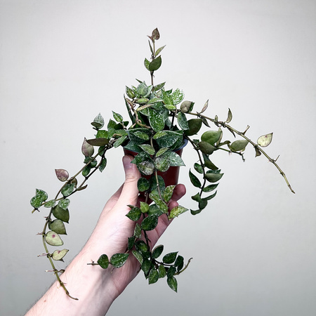 Hoya krohniana Splash Hoja P9