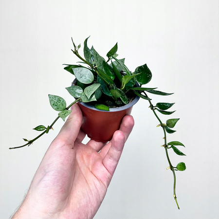Hoya krohniana Eskimo Hoja P9