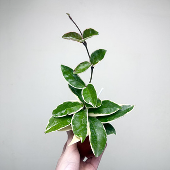 Hoya Carnosa Krimson Queen Hoja P9