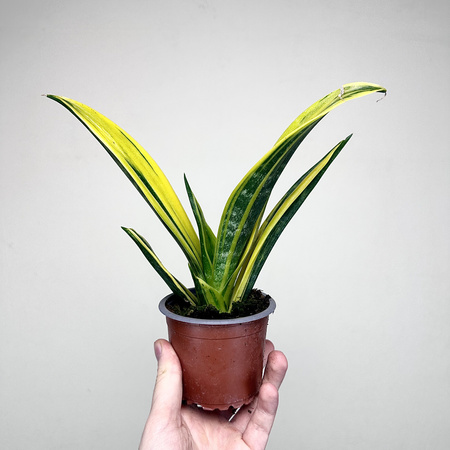 Sansevieria trifasciata Golden Flame Sansewieria P9