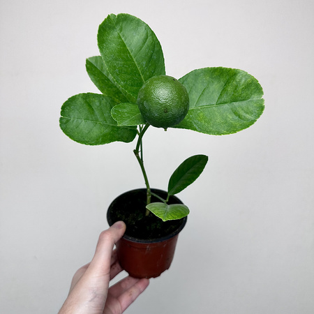 Cytryna Skierniewicka Cytrus z owocem