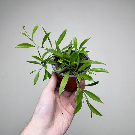 Hoya Tsangii Hoja P9