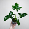 Philodendron Fun Bun Filodendron P11