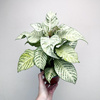 Aphelandra squarrosa White Wash Afelandra P12