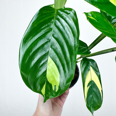 Ctenanthe lubbersiana Golden Mosaic