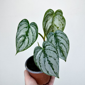 Philodendron Brandtianum Filodendron P9