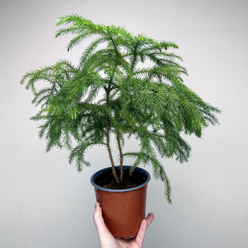 Araukaria Araucaria Podwójna P14