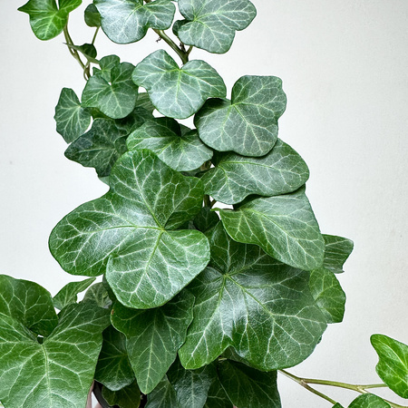 Hedera helix Wonder bluszcz zielony P9