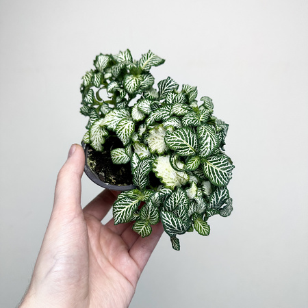 Fittonia Fitonia biało-zielona