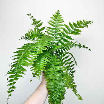 Paproć Macho Nephrolepis P13