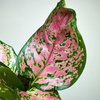 Aglaonema Zircon Red Aglonema P9