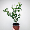 Ficus Benjamina Barok Figowiec Fikus P9