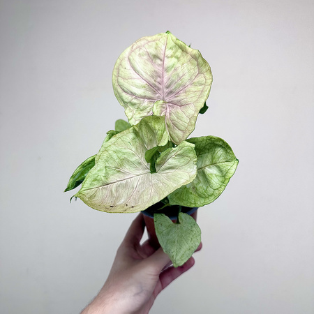 Syngonium Roxana Zroślicha P9