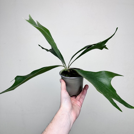 Platycerium Alcicorne Łosie Rogi