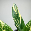 Monstera Standleyana Yellow Variegata P9