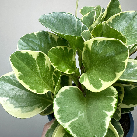 Peperomia obtusifolia Variegata P17