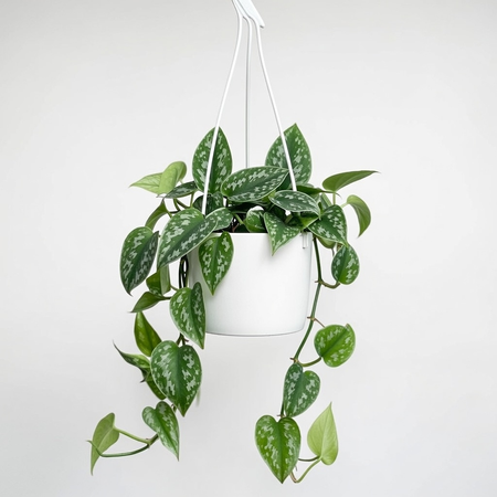 Scindapsus Pictus Argyraeus Scindapsus pstry P17 wisząca