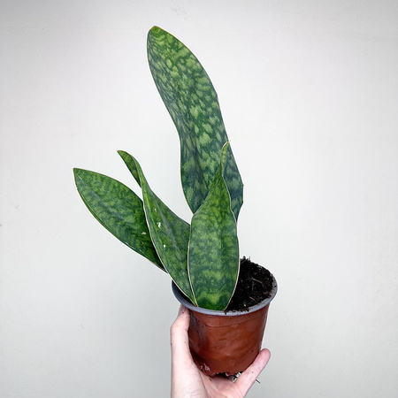 Sansevieria masoniana Sanseweria P12