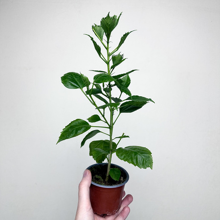 Hibiskus Hibiscus Czerwony P9