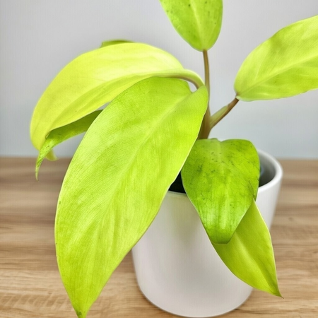Philodendron Malaya Gold Filodendron P9